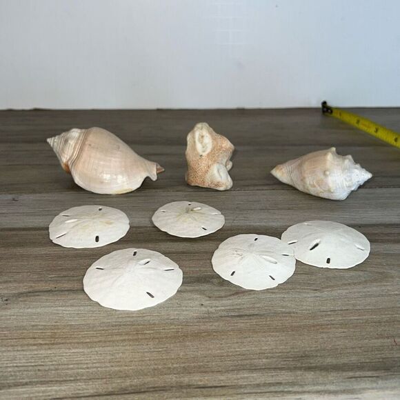 8 Shells Fossil Beach Ocean Sea Reef Fish Tank tank Aquarium decoration Tulip - Picture 5 of 9